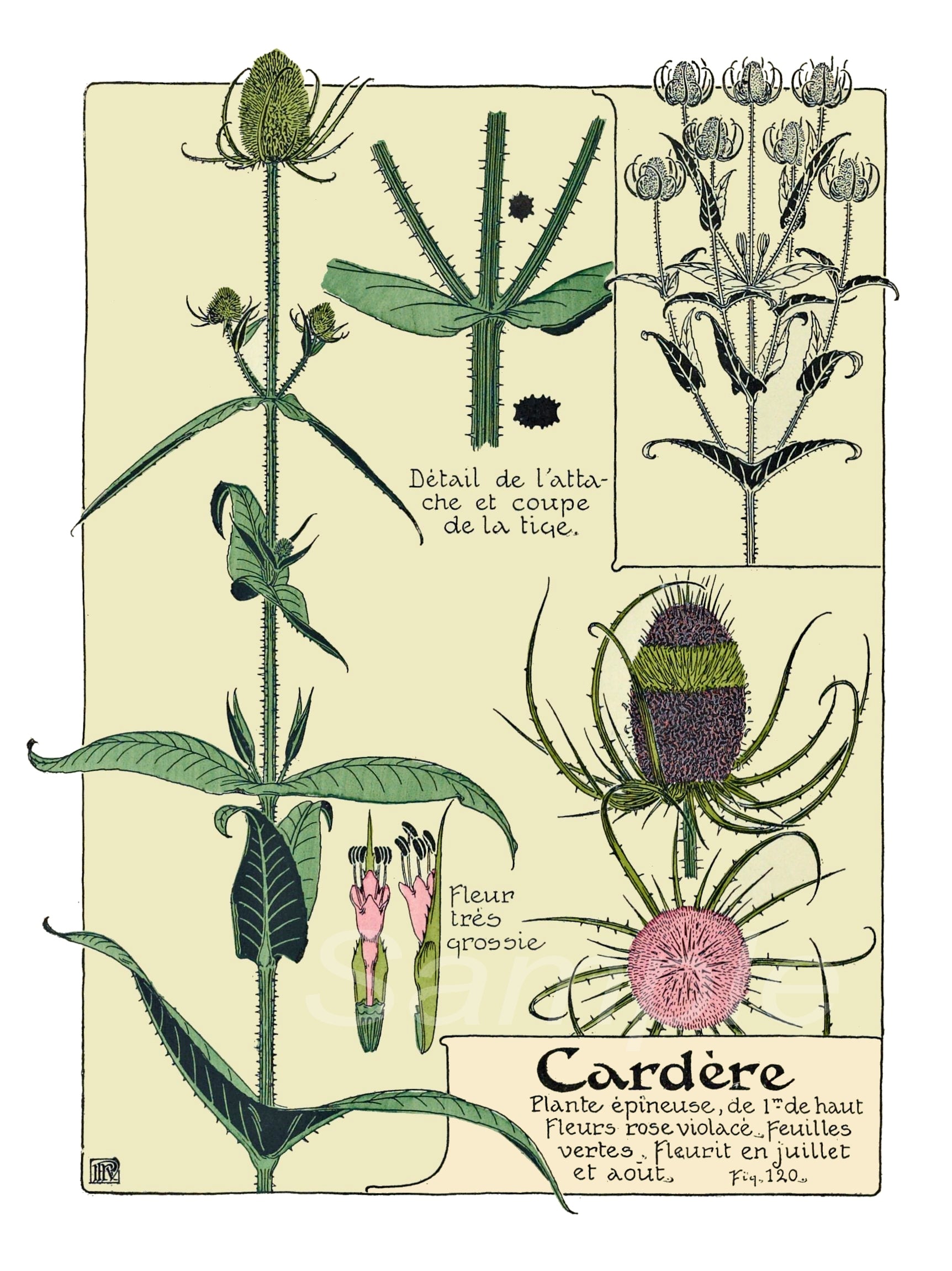 A vintage style poster featuring illustrations of various wildflowers with scientific names, titled 'Cardere'.