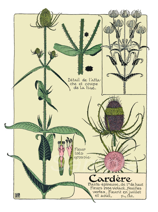 A vintage style poster featuring illustrations of various wildflowers with scientific names, titled 'Cardere'.
